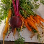 Récolte fraîche de légumes-racines et de carottes.