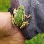 grenouille