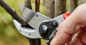 Formation théorique et pratique sur la taille des arbres fruitiers – 16/03/2025 09h