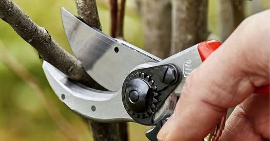 Formation théorique et pratique sur la taille des arbres fruitiers – 16/03/2025 09h