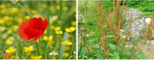 Journée d’initiation sur les plantes bio indicatrices – 31/08/2025