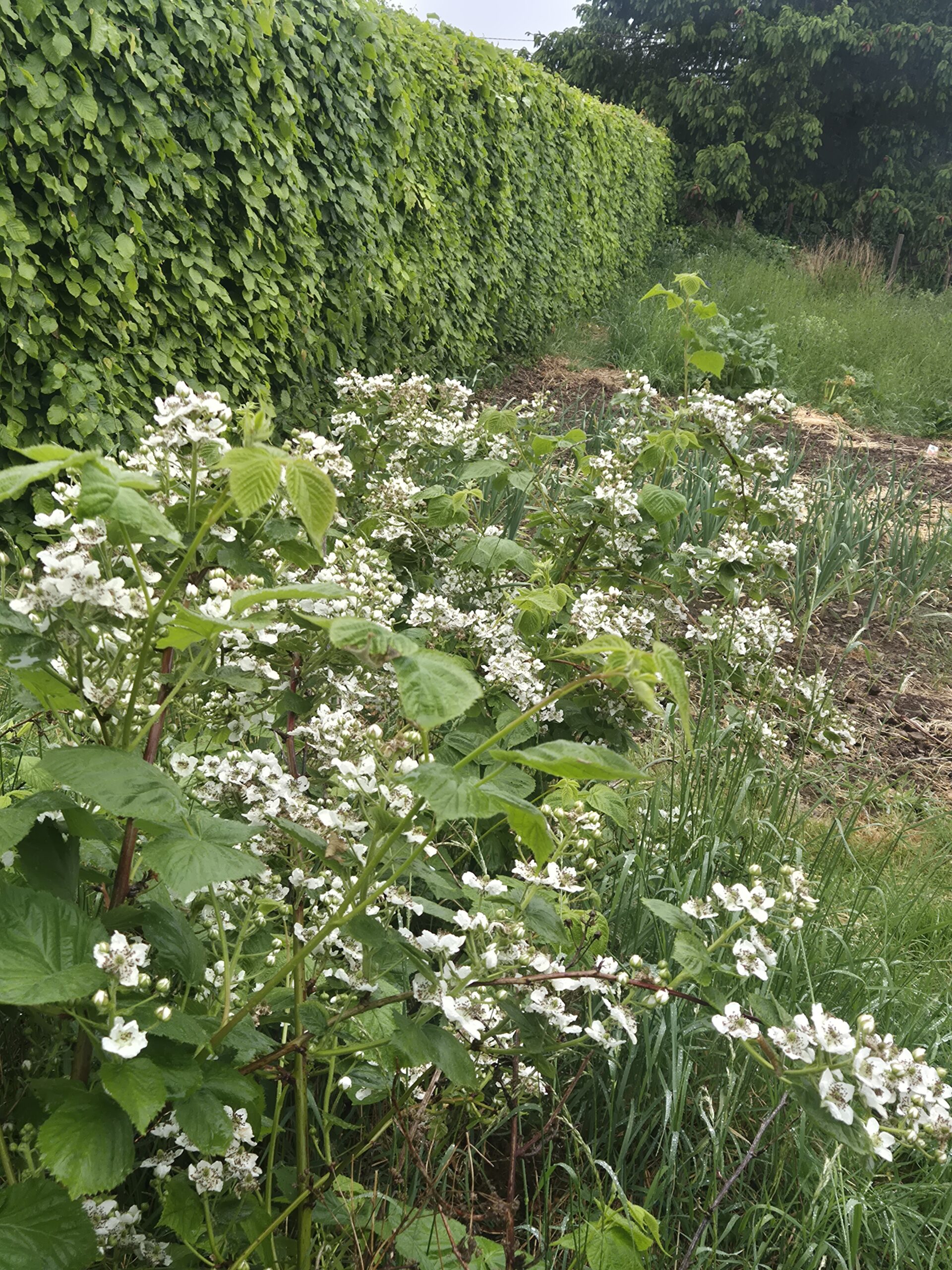 Formation sur les plantes bio indicatrices – 30/05/2026