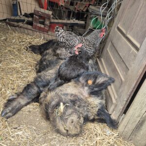 KuneKune