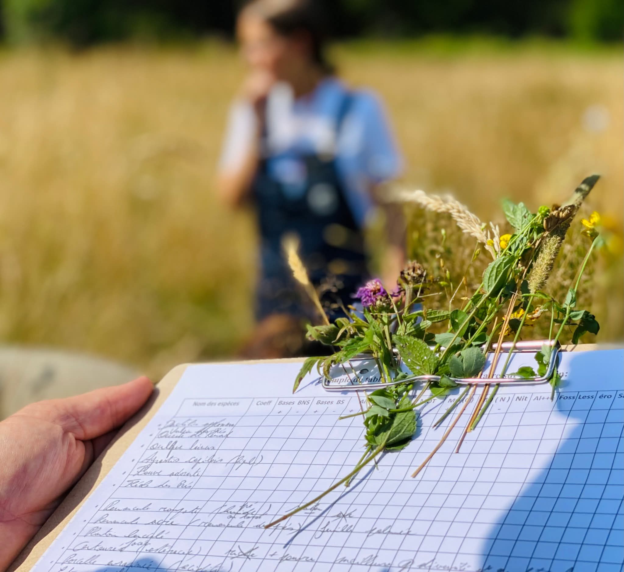 Journée d’initiation sur les plantes bio indicatrices – 31/08/2025