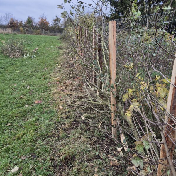 Formation plessage de haie – 28/02/2026