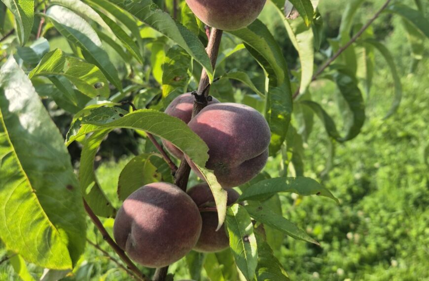 Jardin fruitier : conception, plantation & entretien – 28 et 29 Novembre 2026