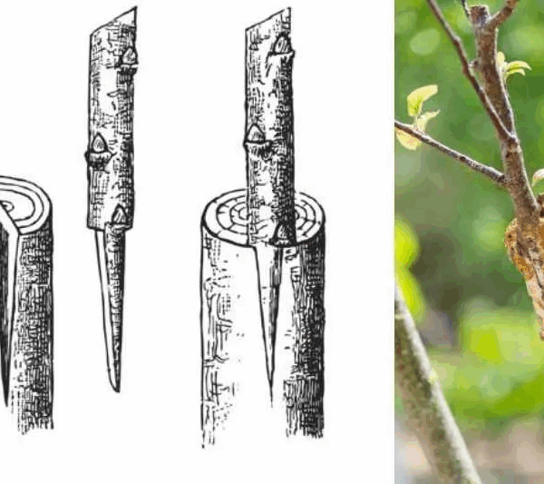 Formation à la greffe et visite – 02 Mai 2026