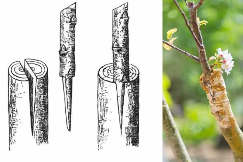 Formation à la greffe et visite – 02 Mai 2026