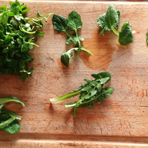 Journée « plantes sauvages comestibles » – 11 Avril 2026