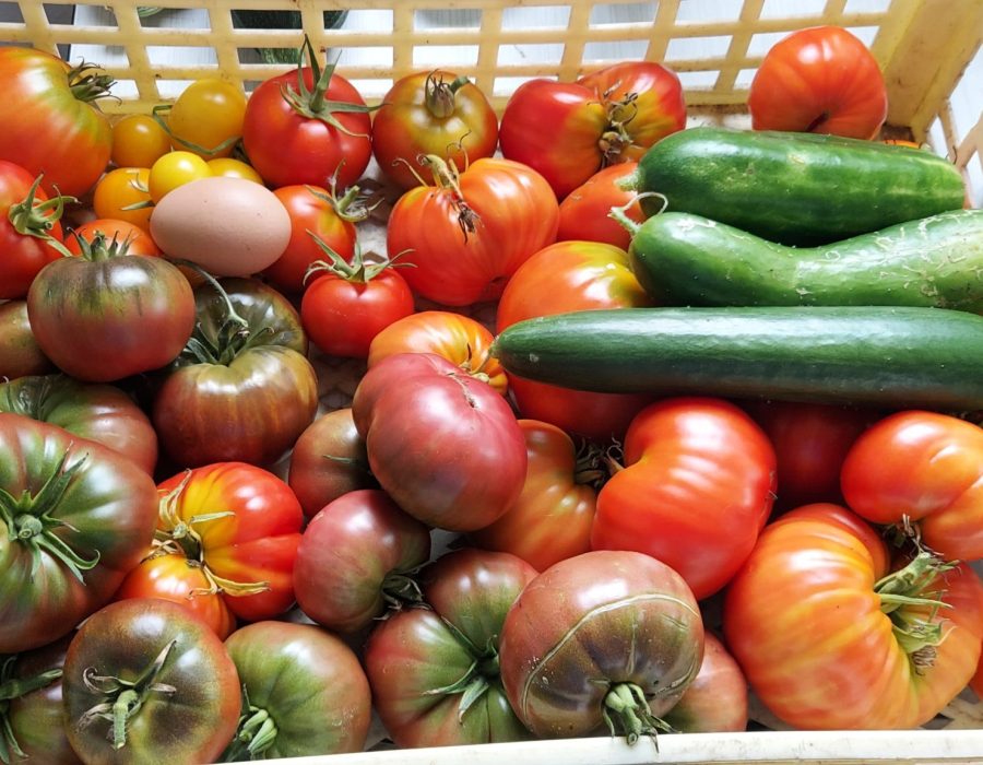 Récolte fraîche de légumes variés dans une caisse