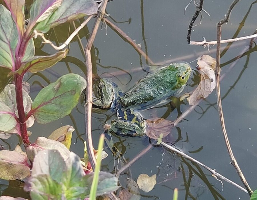 Grenouille dans l'étang
