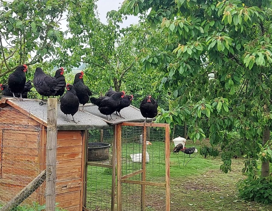 Poules sur le poulaillier