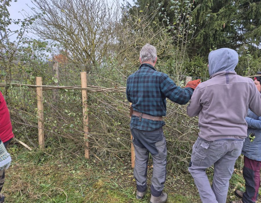 Atelier pratique de plessage de haie en groupe.