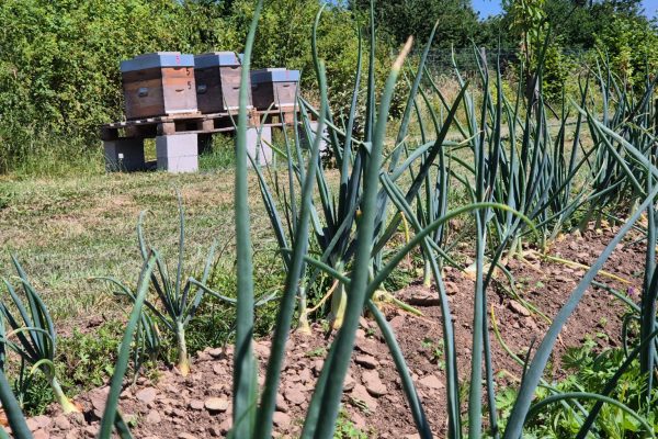 ruche-paysage-landing